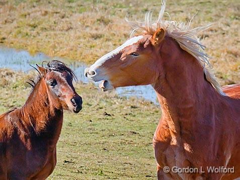 Junior Getting An Earful From Mother_01293.jpg - Photographed near Westport, Ontario, Canada.